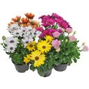 SPANSK MARGERITT ULIKE FARGER 12CM