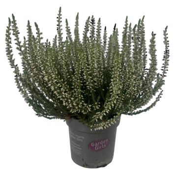 RØSSLYNG GARDEN GIRLS 11CM POTTE                              