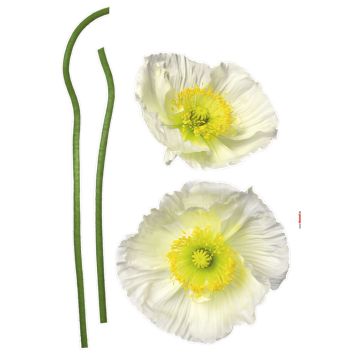 FOTOTAPET KOMAR PAVOT BLANC 50X70CM