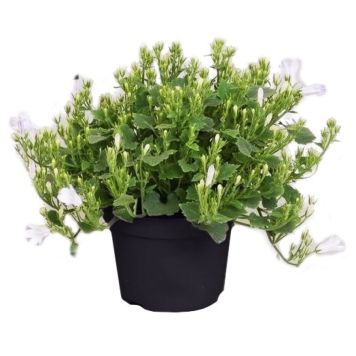 BLOMSTER MURKLOKKE 10,5 CM GRØNN