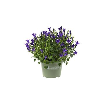 CAMPANULA BLÅ POTTE 10,5CM