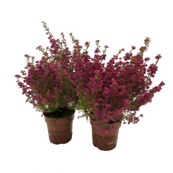 LYNG ERICA GRACILIS 16-19 CM