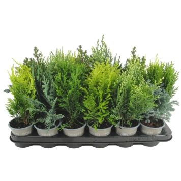 BARVEKST EDELCYPRESS ELLWOODII POTTE 9CM