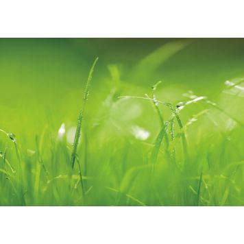 FOTOTAPET KOMAR GREEN 368X254CM