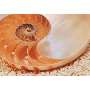 FOTOTAPET KOMAR NAUTILUS 184X127CM