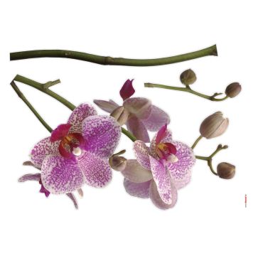 FOTOTAPET KOMAR ORCHIDÉE 50X70CM