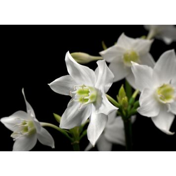 FOTOTAPET KOMAR MADONNA 254X184CM