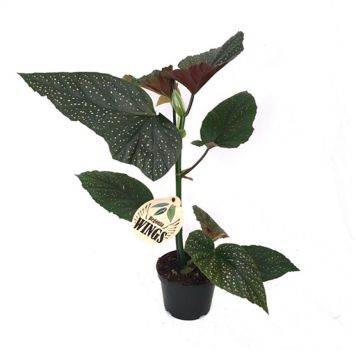 BLADBEGONIA ULIKA SORTER CRUSH 12CM