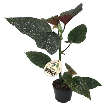 BLADBEGONIA ULIKA SORTER CRUSH 12CM