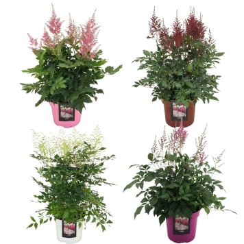 ASTILBE ULIKE FARGER KRUKKE 23 CM