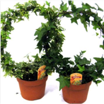 EFØY PÅ BØYLE POTTE 12CM