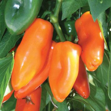 SNACKPAPRIKA CAPSICUM ANNUUM Ø11,5 CM