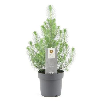 PINJEGRAN 'SØLVKAMPE' I POTTE 17 CM