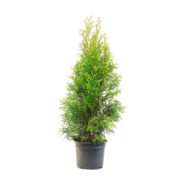 THUJA BRABANT 80-100CM I POTTE