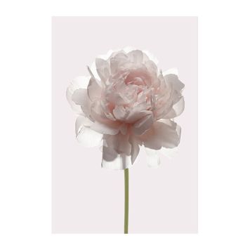PLAKATER KOMAR ROSE 30X40CM