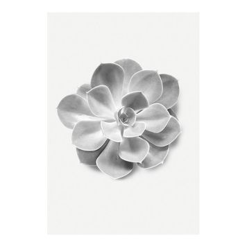 POSTER KOMAR  SUCCULENT AEONIUM 30 X 40 CM