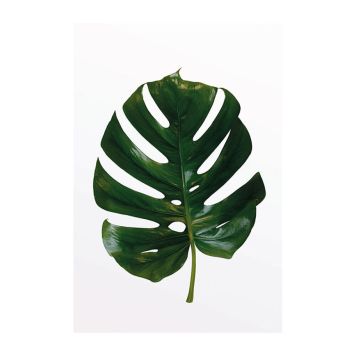 PLAKATER KOMAR MONSTERA-BLAD 30X40CM