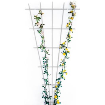 ESPALIER TIL ROSE BELLISSA 150X75 CM HVIT