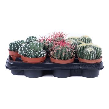 KAKTUS MIX 12CM