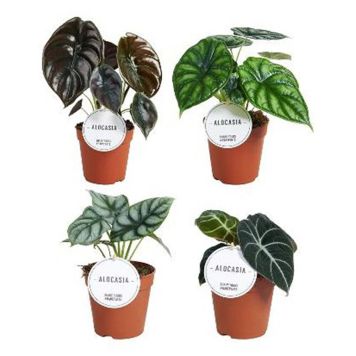 ALOCASIA MIX 12CM