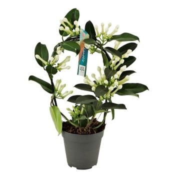 DUFTRANKE PÅ BØYLE STEPHANOTIS 12CM