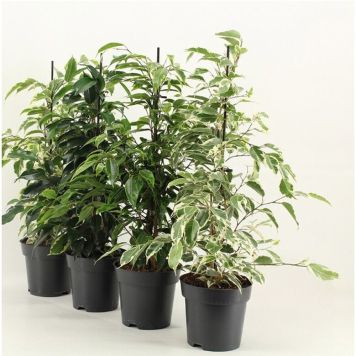 FICUS BENJAMINA MIX 14CM