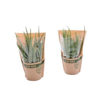 ALOE VERA 12CM