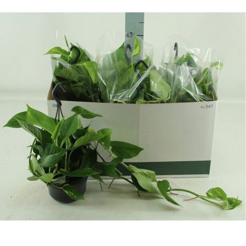 GULLRANKE AMPEL 15CM