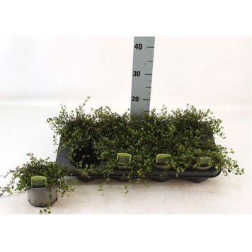 PLETTER I LUFTEN 12CM