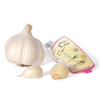 SETTELØK NELSON GARDEN HVITLØK AULXITO