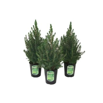 KJEGLEGRAN CONICA POTTE 19CM