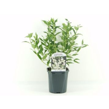 PLANTE BAUHAUS SMÅSTJERNETOPP 17CM