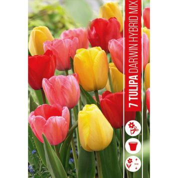 HØSTLØK TULIPA DARWIN BLANDET 7STK