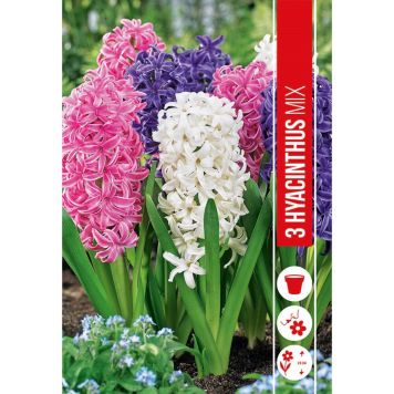 HØSTLØK HYACINTHUS ORIENTALIS BLANDET 3STK