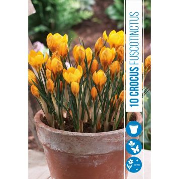 HØSTLØK GRESK BOTANISK UDYRSKROKUS 10 STK