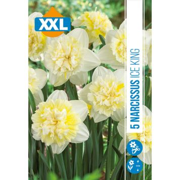 HØSTLØK STJERNENARCISS ICE KING 5 STK
