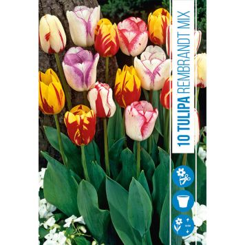 HØSTLØK TULIPAN REMBRANDT MIX 5STK
