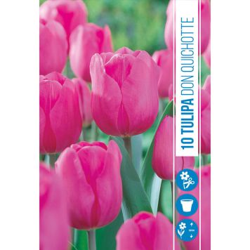 HØSTLØK TULIPAN DON QUICHOTTE 5STK