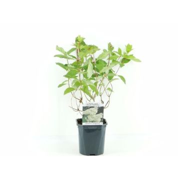 HYDRANGEA PAN. GRANDIFLORA 17CM