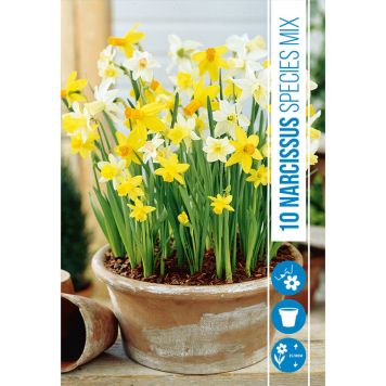 HØSTLØK NARCISSUS SPECIES MIX 10STK