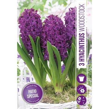 HØSTLØK HYASINT WOODSTOCK 3STK