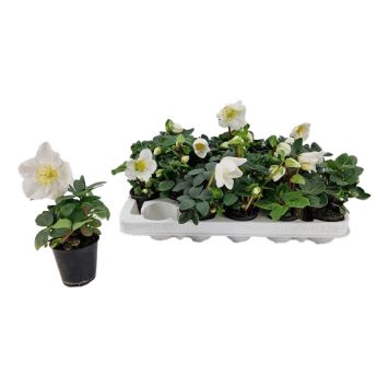 JULEROSE CHRISTMAS CAROL POTTE 12 CM