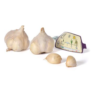 SETTELØK NELSON GARDEN HVITLØK MESSIDOR 