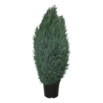 SYPRESS ELLWOODII 13