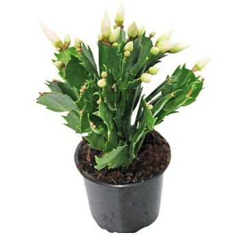 HØSTKAKTUS SCHLUMBERGERA 11CM