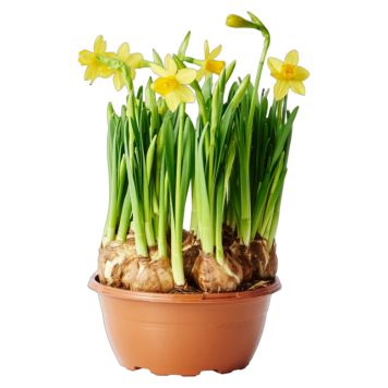 PÅSKELILJE SKÅL TÊTE À TÊTE 16 CM