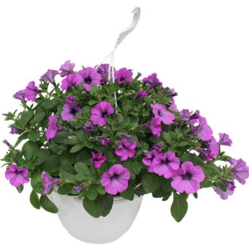 PETUNIA AMPEL 25CM