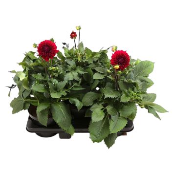 DAHLIA - GEORGINE P12