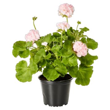PELARGONIA DRONNING INGRID
