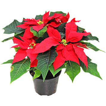 JULESTJERNE FLERGRENET